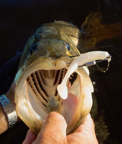 http://www.spottedtail.com/wp-content/uploads/2019/01/snook-plastic-shad.jpeg