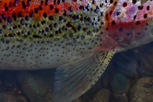 Thirteen Tips for Better Fishing Photography - the spotted tail