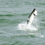 jumping tarpon