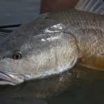 redfish