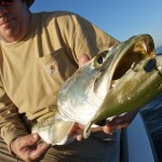 Seatrout on DOA Bait Buster