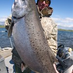 Monster King Salmon, Goodnews River Alaska