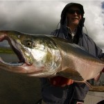 silver salmon, goodnews river alaska