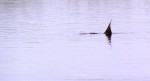 Sight Fishing for Redfish in Mosquito Lagoon