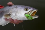 mosquito lagoon seatrout, orlando area fishing report