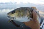 Mosquito Lagoon redfish fishing report