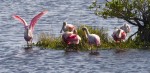 two birds to watch while fishing