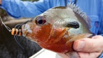 orlando fishing report