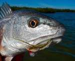 mosquito lagoon fishing report