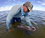 black drum fishing report