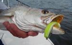 seatrout on DOA CAL mosquito lagoon fishing report