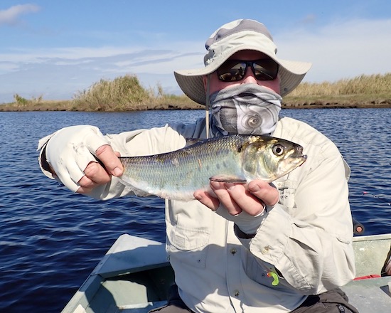 St. Johns River Fishing Report Archives - the spotted tail