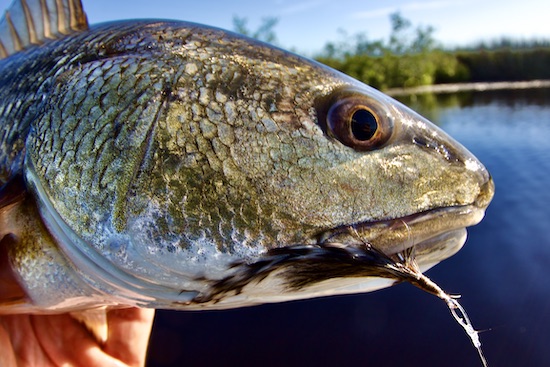 snook fishing Archives - the spotted tail