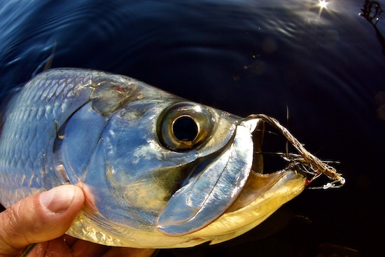 snook fishing Archives - the spotted tail