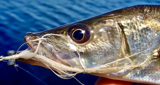 snook fishing Archives - the spotted tail
