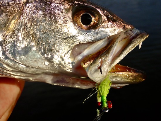 Increasing hook up rate with poppers - Fly Fishing - Maine Fly Fish