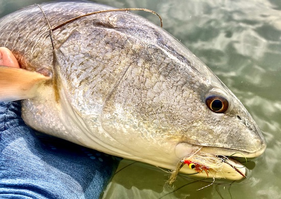 FLAGLER FISHING: Tips to help hook a wily snook as season opens Friday