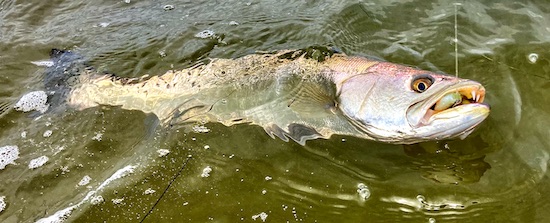 FLAGLER FISHING: Tips to help hook a wily snook as season opens Friday