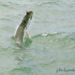free florida fishing information