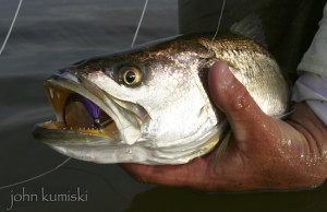 successful seatrout flies