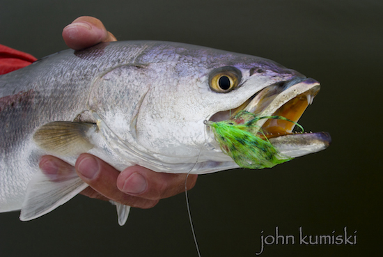 successful seatrout flies