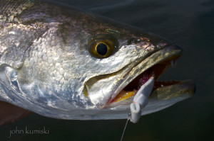 seatrout flies