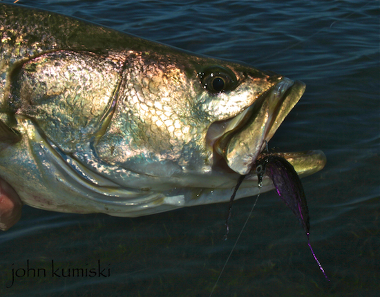 successful seatrout flies