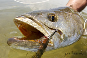 successful seatrout flies